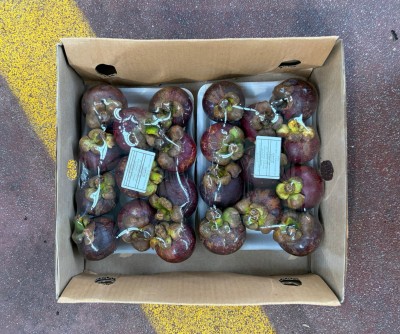 Foto Mangosteen Origine Colombia Marchio Indoexo 3