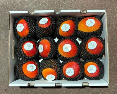 Foto Mango Via Aerea Calibro 12 Origine Spagna Marchio Primory   3