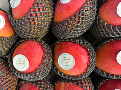 Foto Mango Via Aerea Varietà Kent Calibro 11 Origine Perù  Marchio Primory 2