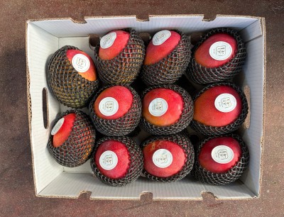 Foto Mango Via Aerea Varietà Kent Calibro 11 Origine Perù  Marchio Primory 3