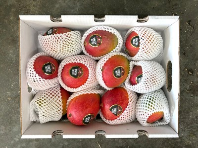 Foto Mango Via Aerea Calibro 12 Origine Perù Marchio Sun Kuma 3