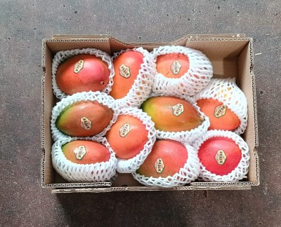 Foto Mango Varietà Via Aerea Calibro 10 Origine Repubblica Domenicana Marchio Karla Tropical            3