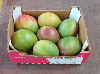 Foto Mango Varietà Kent Calibro 7 Origine Perù Marchio Peregrina  1