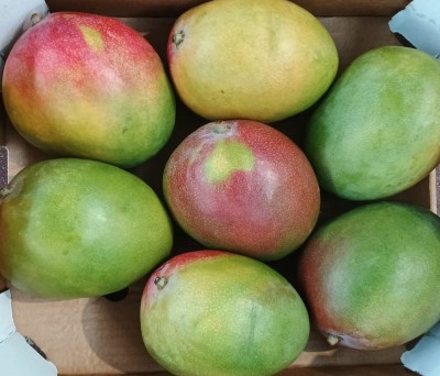 Foto Mango Varietà Kent Calibro 7 Origine Perù Marchio Peregrina  2
