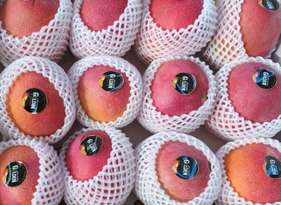 Foto Mango Via Aerea Calibro 12 Origine Perù Marchio All Green    2