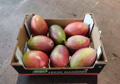 Foto Mango Varietà Palmer Calibro 8 Origine Brasile Marchio Argo           1