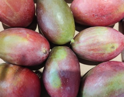 Foto Mango Varietà Palmer Calibro 8 Origine Brasile Marchio Argo           2