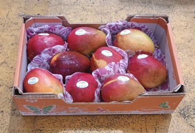 Foto Mango Varietà Kasturi Calibro 9 Origine Israele Marchio Shoham  1
