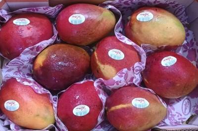 Foto Mango Varietà Kasturi Calibro 9 Origine Israele Marchio Shoham  2