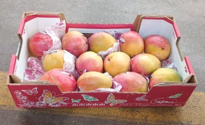Foto Mango Varieta Shelly Calibro 13    Origine Israele Marchio Shoham 1
