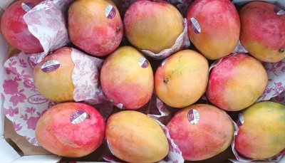Foto Mango Varieta Shelly Calibro 13    Origine Israele Marchio Shoham 2