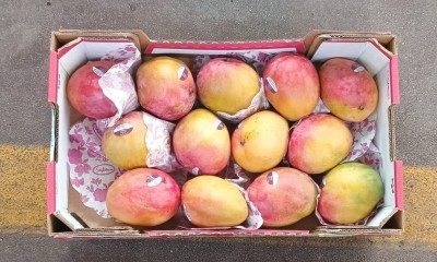 Foto Mango Varieta Shelly Calibro 13    Origine Israele Marchio Shoham 3
