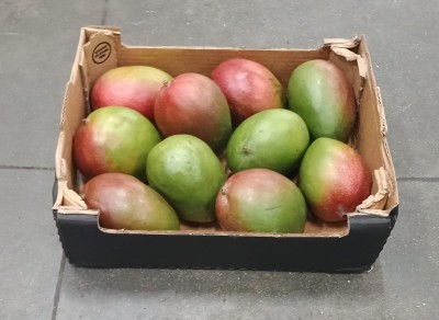 Foto Mango Varietà Kent Calibro 8 Origine Perù Marchio Cartone Nero  1