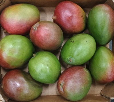 Foto Mango Varietà Kent Calibro 8 Origine Perù Marchio Cartone Nero  2