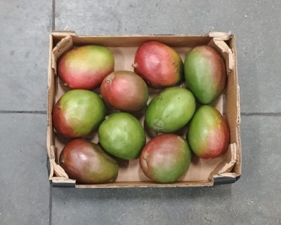 Foto Mango Varietà Kent Calibro 8 Origine Perù Marchio Cartone Nero  3