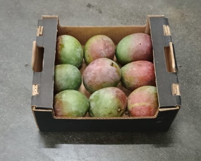 Foto Mango Varietà Kent Calibro 9 Origine Senegal Marchio Cartone Nero           1