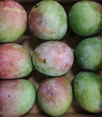 Foto Mango Varietà Kent Calibro 9 Origine Senegal Marchio Cartone Nero           2
