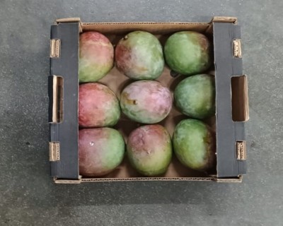 Foto Mango Varietà Kent Calibro 9 Origine Senegal Marchio Cartone Nero           3
