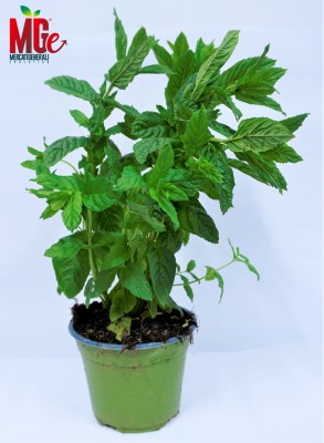 Foto Cassa da 6 Piante di Menta  Ordinabili anche Singolarmente Origine Italia 1