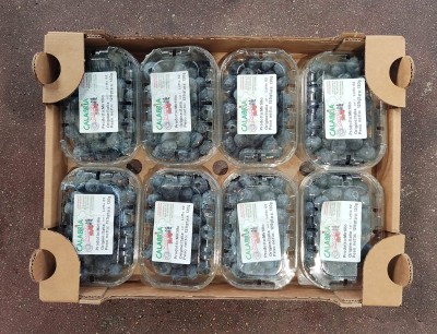 Foto Mirtilli confezione da 8 Vaschette da 100 gr Origine Italia Marchio Perre Nazarena 3