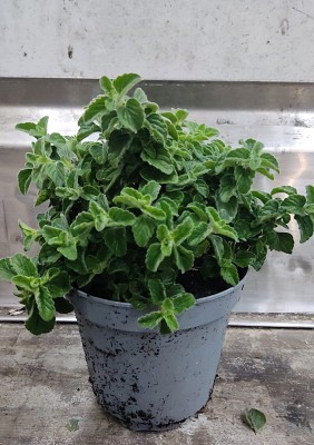 Foto Piantina di Mentuccia Origine Italia Marchio Agriroma	 1