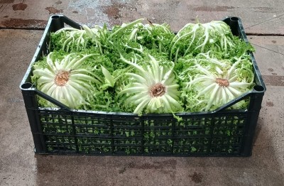 Foto Indivia Origine Italia Marchio Pallavicino           1