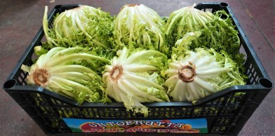 Foto Indivia Origine Italia Marchio Pallavicino 1