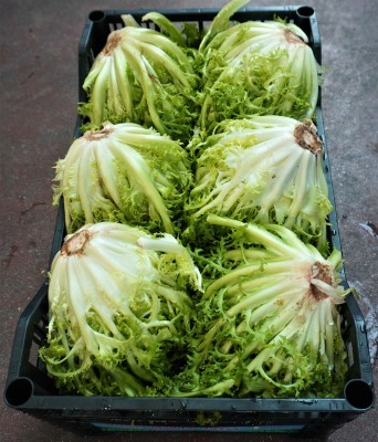 Foto Indivia Origine Italia Marchio Pallavicino 3