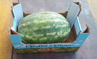 Foto Agurie Lavorazione In Cartone Origine Italia Marchio Gaf 1