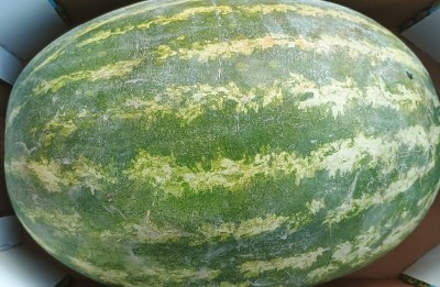 Foto Agurie Lavorazione In Cartone Origine Italia Marchio Gaf 2