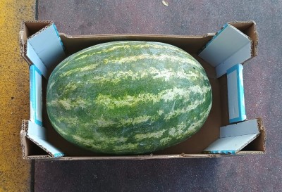 Foto Agurie Lavorazione In Cartone Origine Italia Marchio Gaf 3
