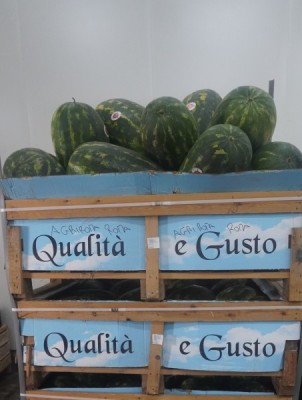 Foto Angurie Lavorazione In Bins Origine Italia Marchio Gaf                1