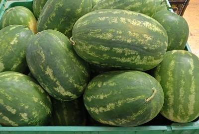 Foto Angurie Lavorazione In Bins Origine Italia Marchio Dama Frutta   2