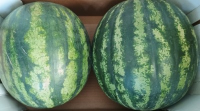 Foto Angurie Lavorazione In Cartone Origine Italia Marchio Acri  2