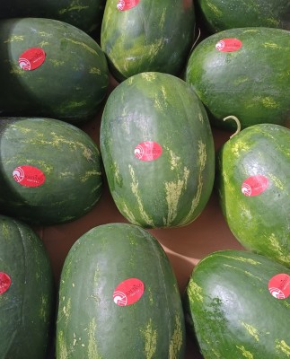 Foto Angurie Lavorazione In Bins Origine Italia Marchio Raudino Fruits   2