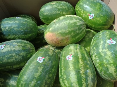 Foto Angurie Lavorazione In Bins Di Legno Origine Italia Marchio Global Fruit srl  2