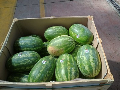 Foto Angurie Lavorazione In Bins Di Legno Origine Italia Marchio Global Fruit srl  3