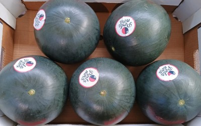 Foto Angurie Varietà Perla Nera Calibro 5 Origine Italia Marchio Perla Nera  2