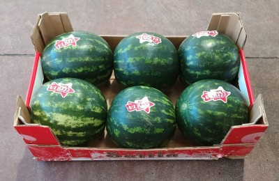 Foto Angurie Varietà Coco Baby Calibro 6 Origine Italia Marchio Sattin  1