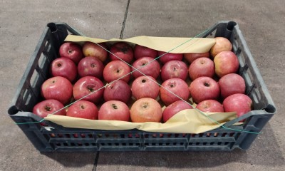 Foto Mele Annurche Calibro 60/65 Origine Italia Marchio Pirozzi         1