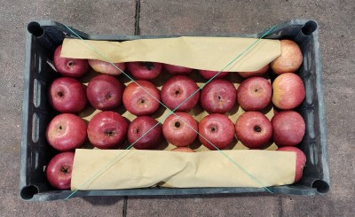 Foto Mele Annurche Calibro 60/65 Origine Italia Marchio Pirozzi         3