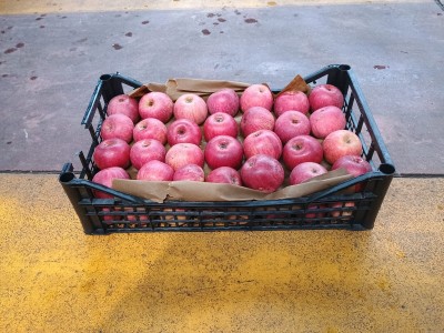 Foto Annurche Lavorazione In Doppio Strato Calibro 60/65 Origine Italia Marchio Pirozzi Francesco  1
