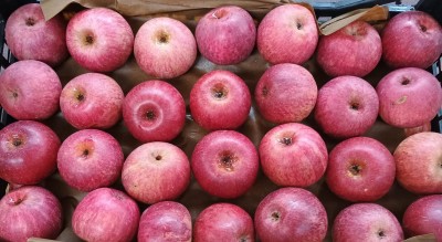 Foto Annurche Lavorazione In Doppio Strato Calibro 60/65 Origine Italia Marchio Pirozzi Francesco  2