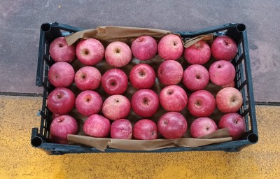 Foto Annurche Lavorazione In Doppio Strato Calibro 60/65 Origine Italia Marchio Pirozzi Francesco  3