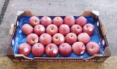 Foto Annurche Calibro 70/75 Origine Italia Marchio IGP 1