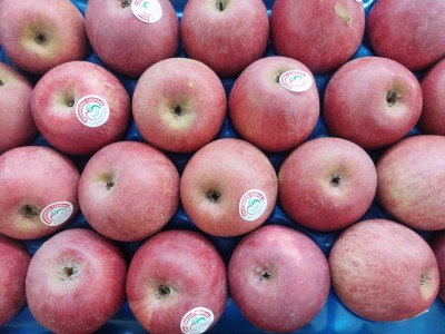 Foto Annurche Calibro 70/75 Origine Italia Marchio IGP 2