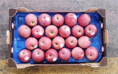 Foto Annurche Calibro 70/75 Origine Italia Marchio IGP 3