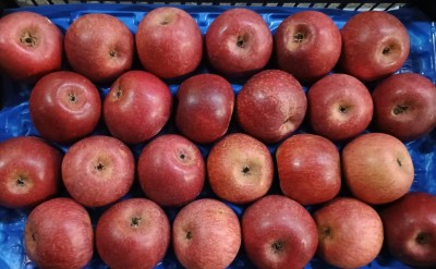 Foto Annurche Lavorazione In Padella Calibro 24 Origine Italia Marchio Pirozzi  2