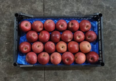 Foto Annurche Lavorazione In Padella Calibro 24 Origine Italia Marchio Pirozzi  3