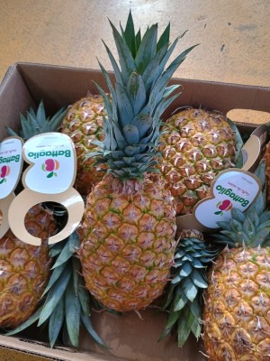 Foto Ananas Varietà Gold Pines Calibro 6 Origine Costa Rica Marchio Battaglio  2